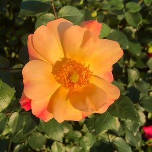 Meet your Posher, Diesel